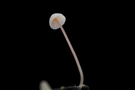 特写,黑色背景,生物,真菌,蘑菇（块菌）