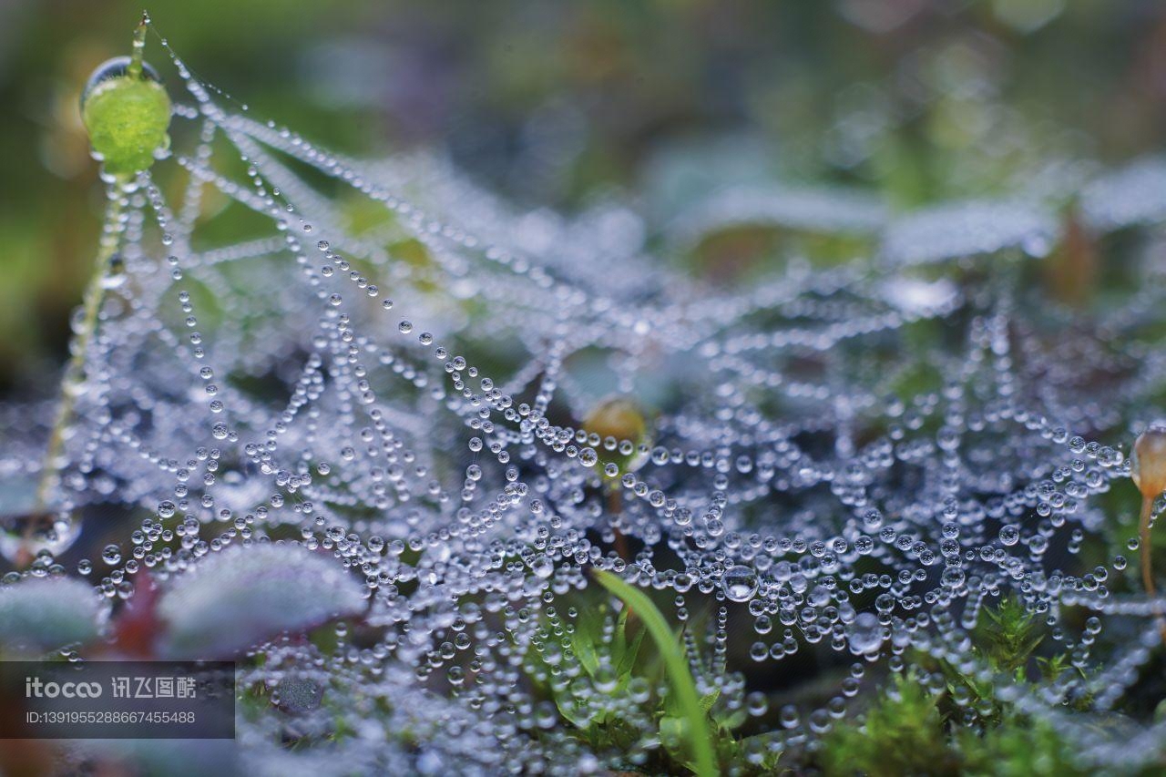 生物,昆虫,露水 