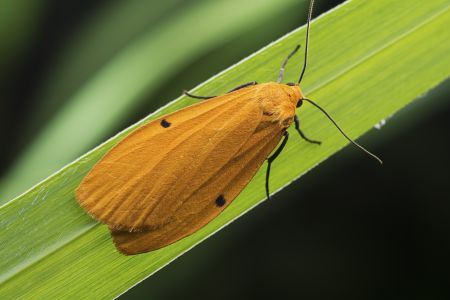 昆虫,节肢动物,动物,特写,微距,昆虫类