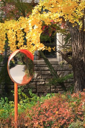 植物,秋天,银杏树,城镇,韩国,国外,建筑