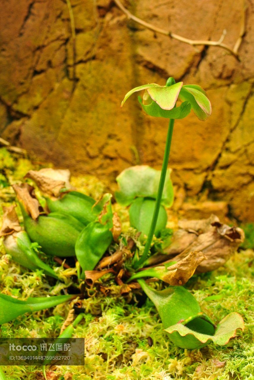 自然风光,花,青草