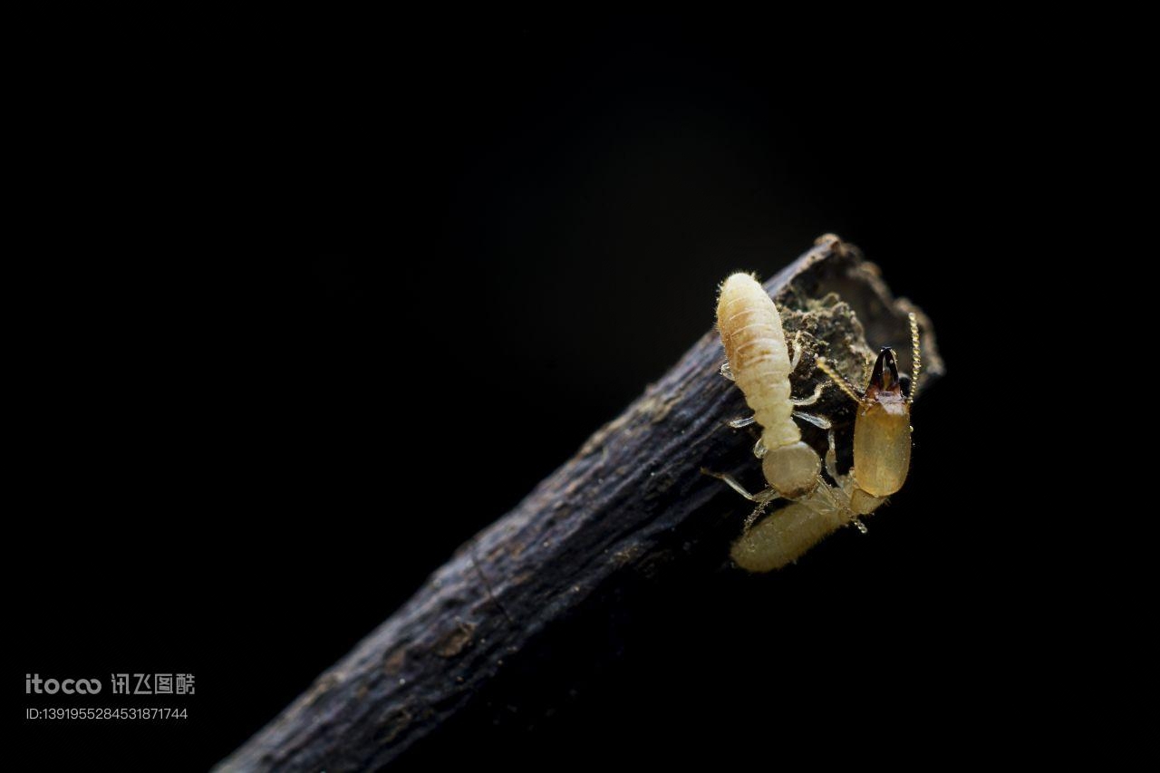 生物,昆虫,白蚁