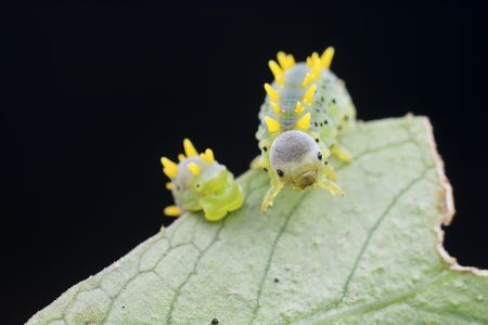 昆虫,毛毛虫,动物,生物,特写,昆虫类,虫子