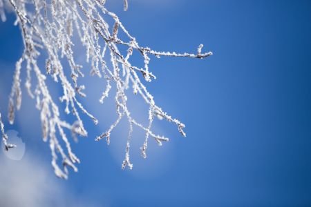 雪松,冰雪,自然风光,树枝,植物,枯枝,天空