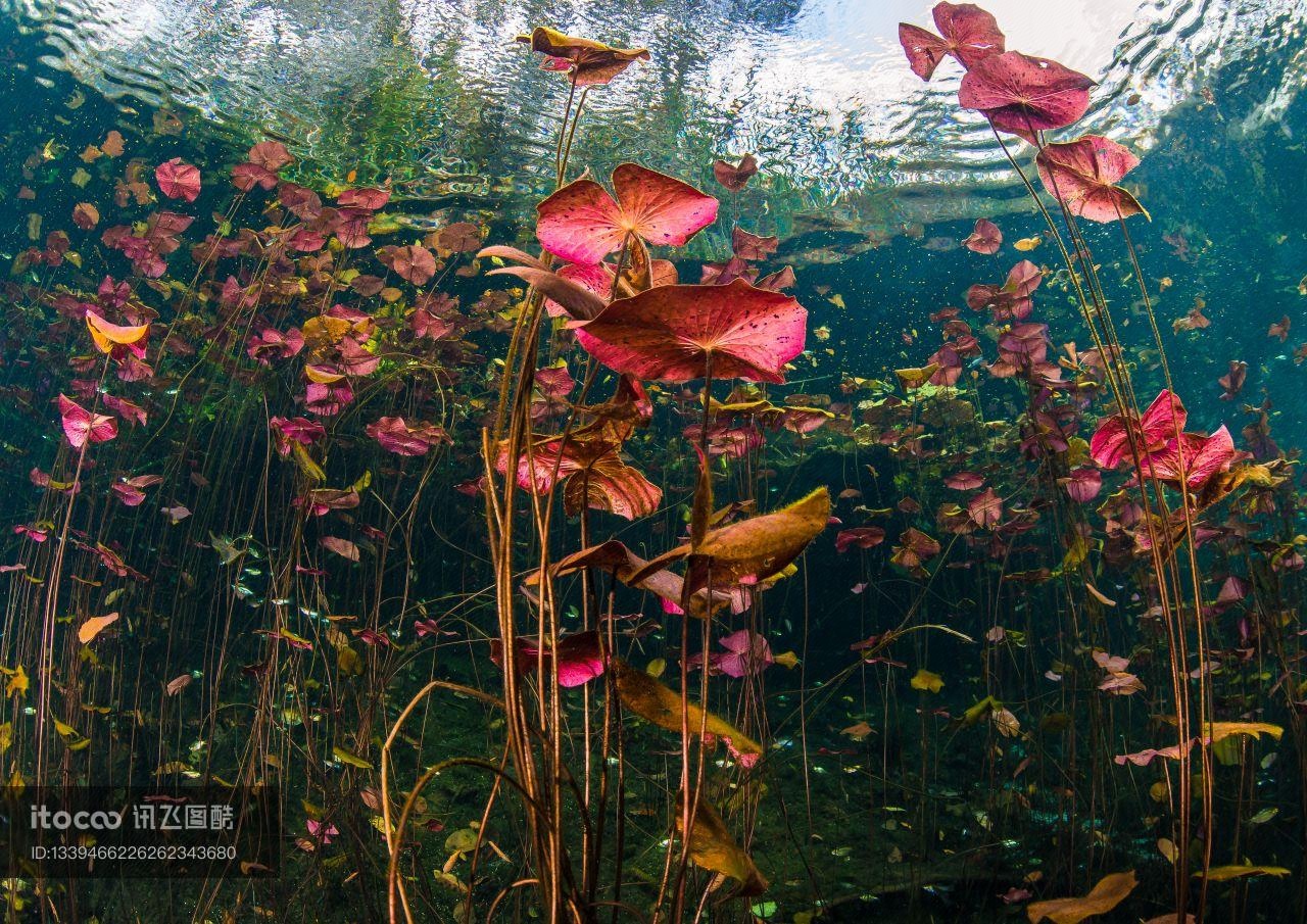 生物,花,自然风光