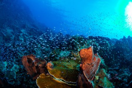 珊瑚,自然风光,生物,海洋,全景,动物,鱼类,绿藻,海底世界