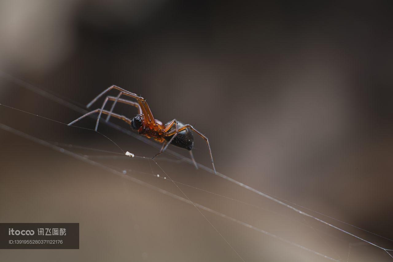 生物,昆虫,蜘蛛网