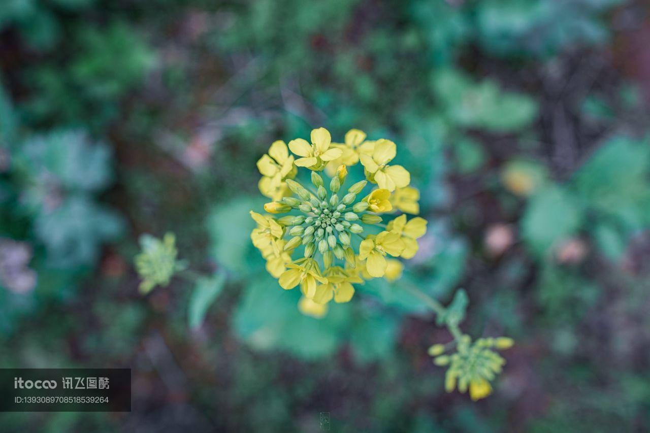 特写,小黄花,生物