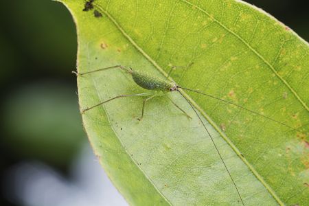 昆虫,节肢动物,虫子,动物,特写