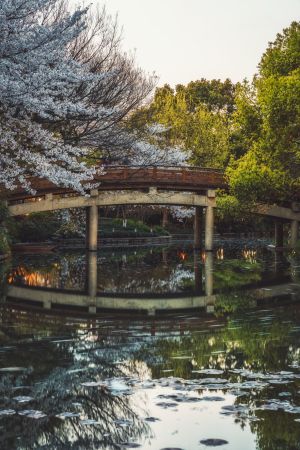 建筑,历史古迹,自然风光,城镇,湖泊,桥,特写,树木,植物,天空