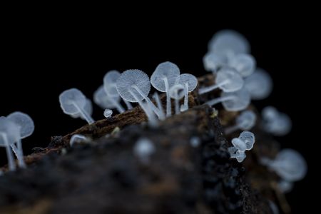 特写,黑色背景,生物,真菌,蘑菇（块菌）