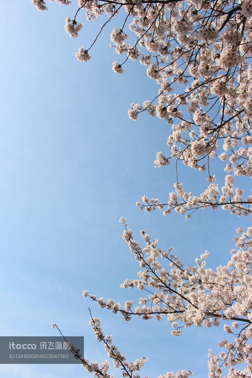 韩国,花,春天