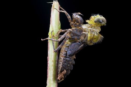 特写,黑色背景,生物,动物,昆虫,植物