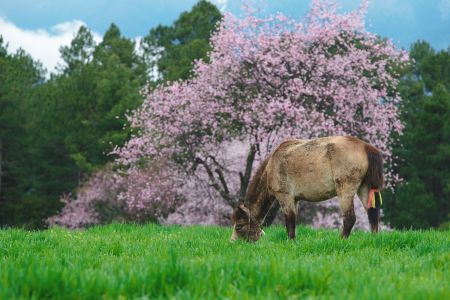 自然风光,生物,马,树木,植物,花,动物