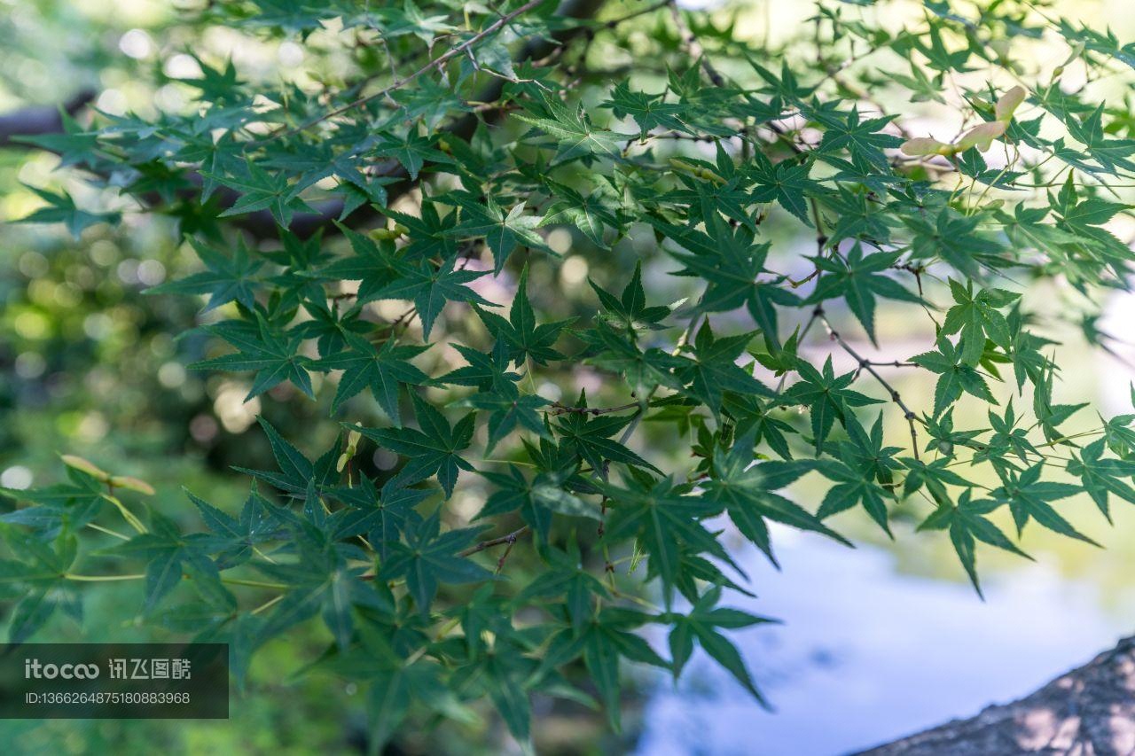 树叶,植物,特写