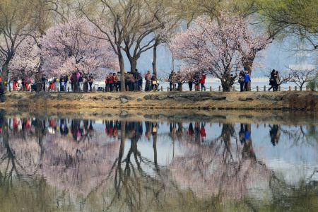 植物,中国,颐和园,北京,湖泊