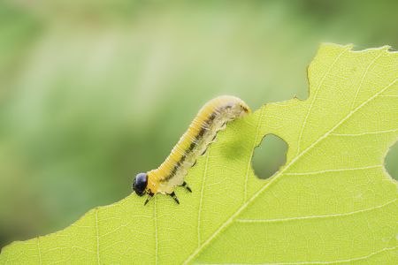 特写,毛毛虫,生物,动物,昆虫,植物,树叶