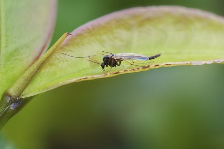 昆虫,节肢动物,昆虫类,特写,微距,动物,生物