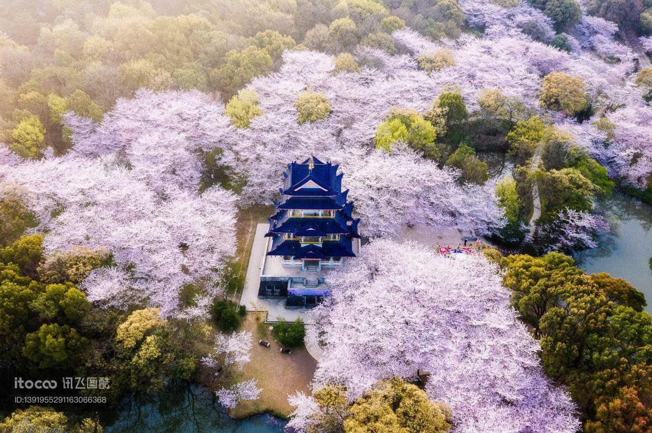 景点,春天,江苏无锡春天樱花图