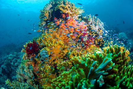 海洋,动物,鱼类,生物,全景,珊瑚礁,鱼群,自然风光,海底世界