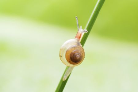 软体类,蜗牛,动物,生物,昆虫,特写