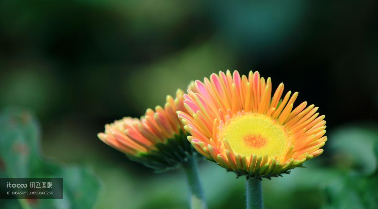 生物,植物,花