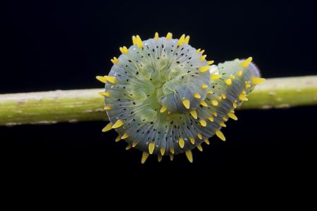 虫子,软体动物,生物,植物