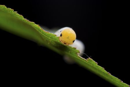 昆虫,幼虫,毛毛虫,动物,生物,特写,昆虫类