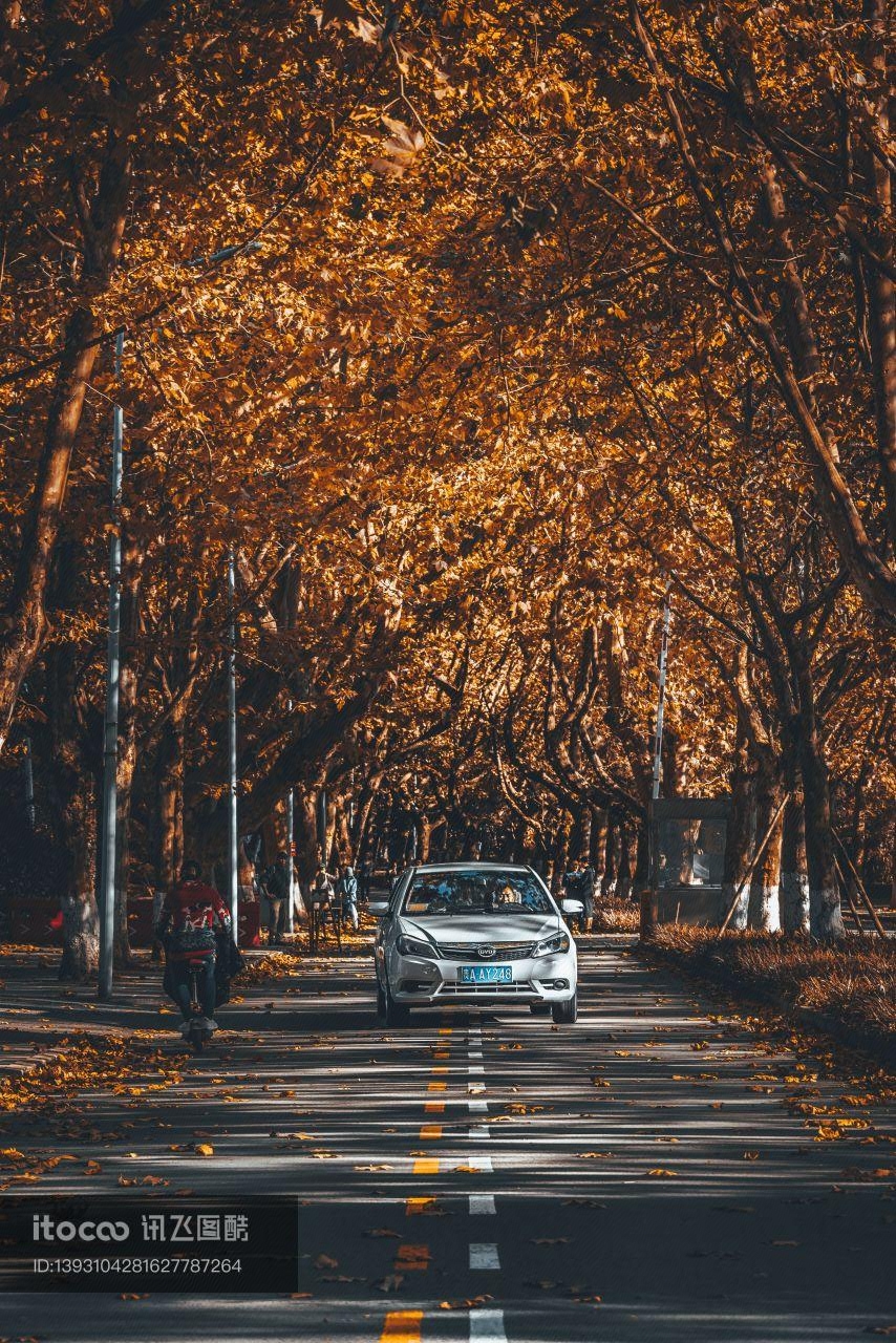 秋天,植物,道路
