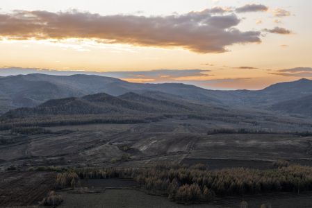 自然风光,植物,树木,树叶,灌木,旅游,内蒙古