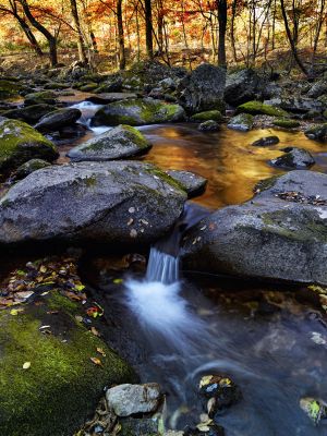 自然风光,江河,森林,岩石,地衣