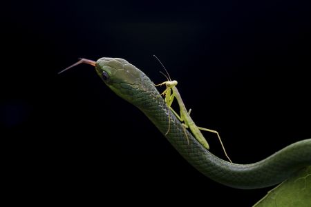 特写,黑色背景,蛇,生物,动物,爬行动物,昆虫