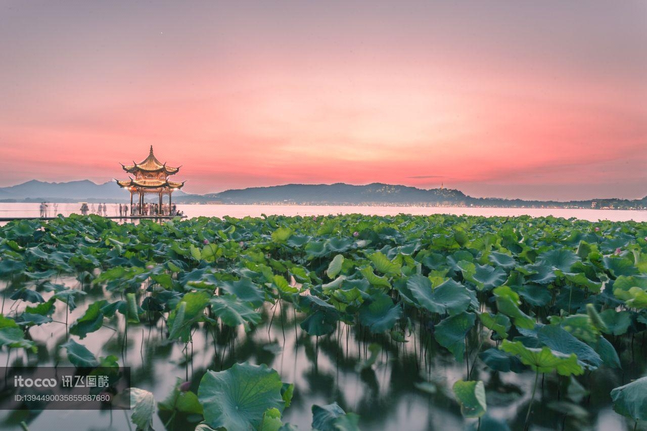 自然风光,荷花,天空