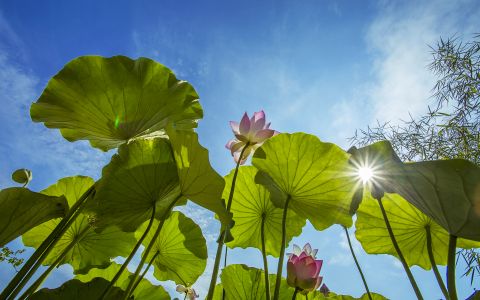 自然风光,荷花,荷叶,天空,仰拍