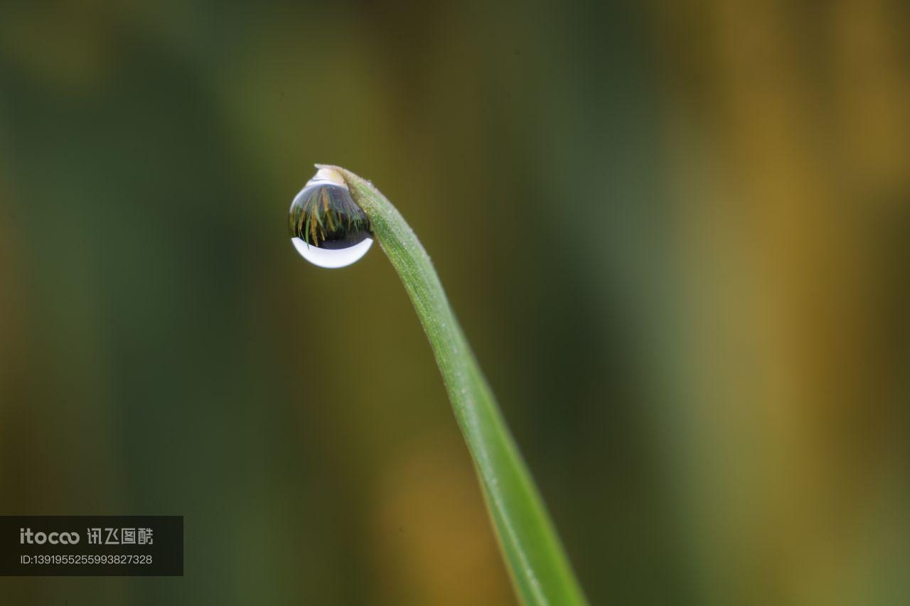 特写,露珠,生物