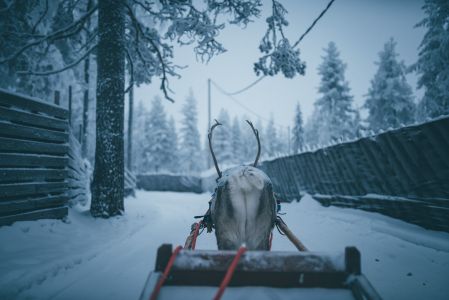 雪,冬天,动物,哺乳动物,麋鹿,拉雪橇,生物,特写,树木,驯鹿,冰雪,植物,捻角羚