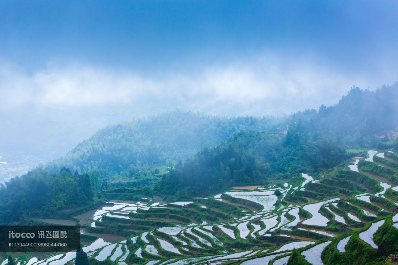 植物,天空,梯田