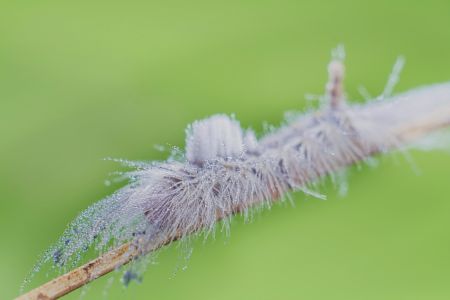 昆虫,毛虫,幼虫,动物,生物,特写,微距