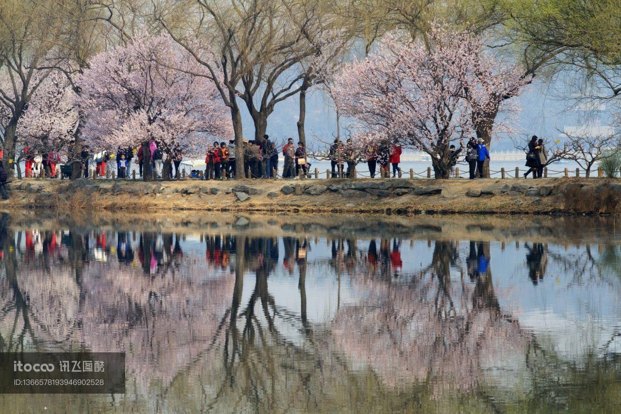 植物,中国,颐和园