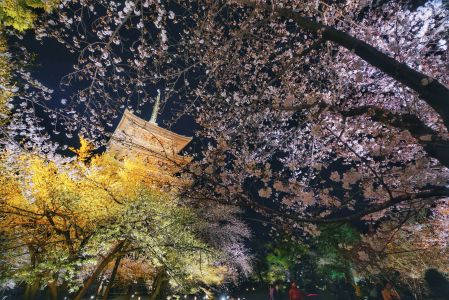 自然风光,建筑,树木,树叶,花