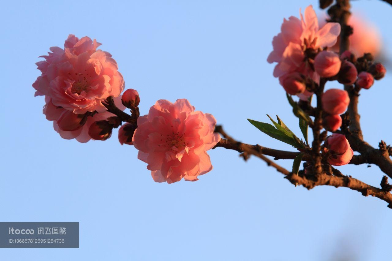 自然风光,植物,花