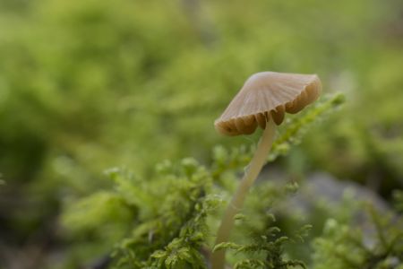 蘑菇（块菌）,特写,真菌,自然,户外,生物,植物,环境,树木