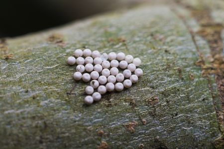 特写,虫卵,生物,动物,昆虫,植物