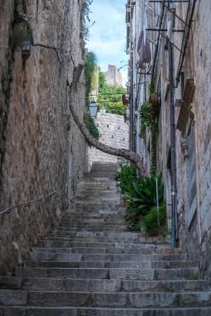 建筑,巷道,传统建筑,树,植物,城镇