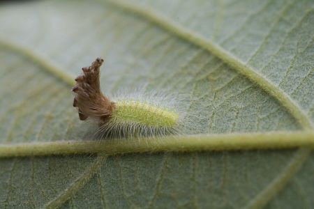 昆虫,幼虫,毛毛虫,动物,生物,特写,昆虫类