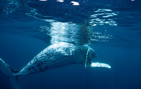 大翅鲸,海洋哺乳动物,哺乳动物,动物