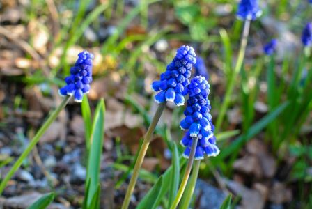 自然风光,植物,花,特写